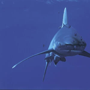 Oceanic whitetip shark {Carcharhinus longimanus} and Pilotfish {Naucrates ductor} Red Sea
