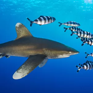 Oceanic whitetip shark (Carcharhinus longimanus) accompanied by a group of Pilotfish