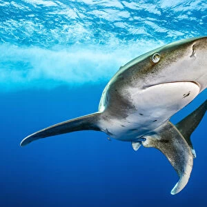 Oceanic whitetip shark (Carcharhinus longimanus) swimming close to surface