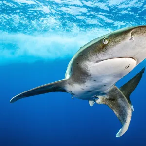 Oceanic whitetip shark (Carcharhinus longimanus) swimming close to surface