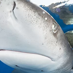 Oceanic whitetip shark (Carcharhinus longimanus) bumps into the front of the camera off