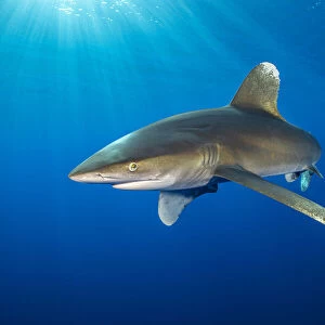 Oceanic whitetip shark (Carcharhinus longimanus) swims in open waters