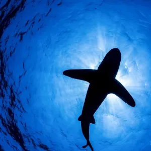 Oceanic whitetip shark (Carcharhinus longimanus) silhouette above, off Cat Island Oceanic whitetip shark (Carcharhinus longimanus) silhouette above, off Cat Island