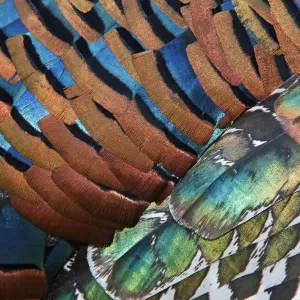Detail of Ocellated Turkey (Meleagris / Agriocharis ocellata) plumage Detail of Ocellated Turkey (Meleagris / Agriocharis ocellata) plumage