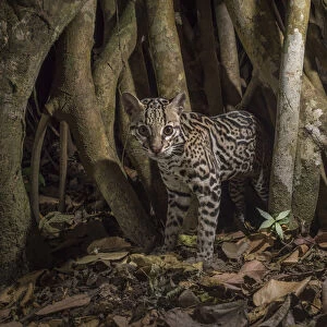 Ocelot (Leopardus pardalis) camera trap image, Nicoya Peninsula, Costa Rica