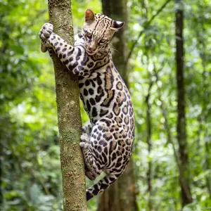 Ocelot Climbing Tree Print Ocelot Climbing Tree Print