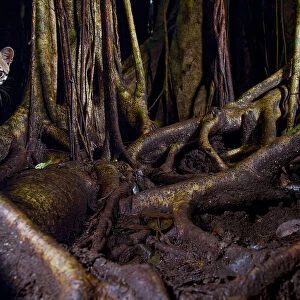 Ocelot (Leopardus pardalis) hiding amongst tree roots, Costa Rica, Central America, 2016