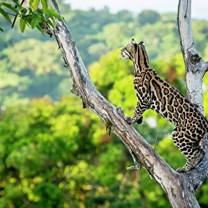 Ocelot (Leopardus pardalis) high up in tree, Costa Rica, Central America, 2016. Filmed for the BBC series Big Cats
