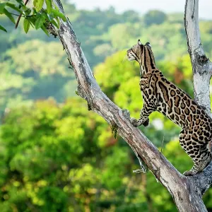 Ocelot Print, Costa Rica Tree Perch Ocelot Print, Costa Rica Tree Perch