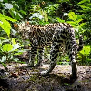 Ocelot Print, Costa Rica Rainforest Scene Ocelot Print, Costa Rica Rainforest Scene