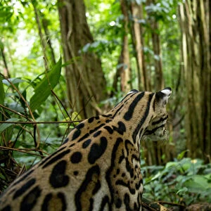Ocelot (Leopardus pardalis) sitting on forest floor, Costa Rica, Central America, 2016