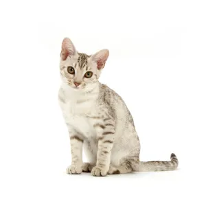 Ocicat kitten sitting