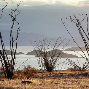 Ocotillo bush (Fouquieria splendens) with islands beyond. Bahia de los Angeles Biosphere Reserve, Sea of Cortez, Mexico. April Ocotillo bush (Fouquieria splendens) with islands beyond. Bahia de los Angeles Biosphere Reserve, Sea of Cortez, Mexico. April