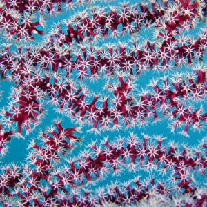 Detail of octo coral polyps from Sea fan (Gorgonia sp. ), Triton Bay, West Papua, Indonesia, Pacific Ocean