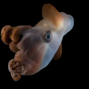 Octopod {Grimpoteuthis discoveryi} Mid-Atlantic Ridge, North Atlantic Ocean