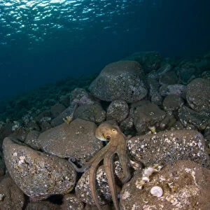 Octopus on rocks, Deserta Grande, Desertas Islands, Madeira, Portugal, August 2009