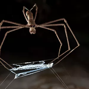 Ogre faced / Net-casting spider {Deinopis sp} with web held between legs that it