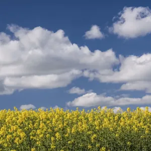 Oilseed rape / Rapeseed (Brassica napus) flowers, UK, April Oilseed rape / Rapeseed (Brassica napus) flowers, UK, April