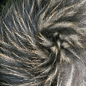 Okarito Brown Kiwi (Apteryx rowi) feather detail resembling mammalian hair. Okarito Forest