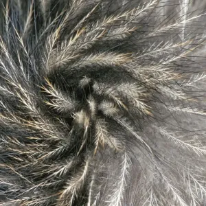 Le plumage d'Okarito Brown Kiwi (Apteryx rowi) ressemblant aux poils des mammifères. Forêt d'Okarito. Le plumage d'Okarito Brown Kiwi (Apteryx rowi) ressemblant aux poils des mammifères. Forêt d'Okarito.