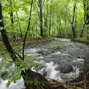 Okna river, Morske Oko Reserve, Vihorlat Mountains, East Slovakia, Europe, June 2008 Okna river, Morske Oko Reserve, Vihorlat Mountains, East Slovakia, Europe, June 2008