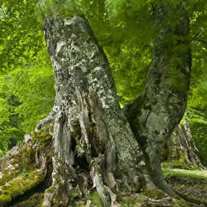 Old European beech tree (Fagus sylvatica) Pollino National Park, Basilicata, Italy