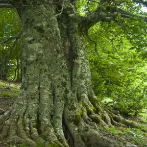 Alter europäische Eichenwälder (Fagus sylvatica), Naturpark Pollino, Region Basilicata, Italien Alter europäische Eichenwälder (Fagus sylvatica), Naturpark Pollino, Region Basilicata, Italien