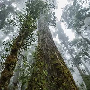 Old-growth oak forests of the Talamanca highlands of Costa Rica, March
