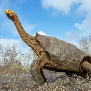 Print of Old male Espanola giant Galapagos tortoise stretching its neck in a clearing Print of Old male Espanola giant Galapagos tortoise stretching its neck in a clearing