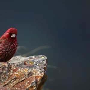 Old male Great rosefinch (Carpodacus rubicilla) on rock, Mount Cheget, Caucasus, Russia