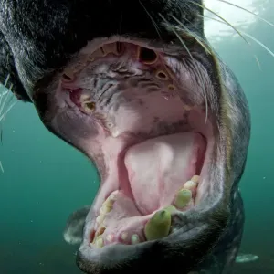 Grey seal print with open mouth and worn teeth Grey seal print with open mouth and worn teeth