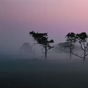 Old pine trees at sunrise in mist {Pinus silvestris} Belgium