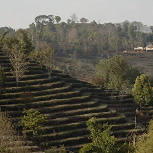 Old tea terraces with scattered shade trees. Near Kunming, Yunnan, China. January 2007