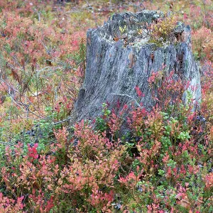 Old tree stump in old-growth pine forest, Muddus National Park, Laponia UNESCO World Heritage Site, Norrbotten, Lapland, Sweden September 2020 Old tree stump in old-growth pine forest, Muddus National Park, Laponia UNESCO World Heritage Site, Norrbotten, Lapland, Sweden September 2020