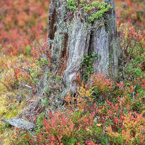 Old tree stump surrounded by autumn colours, Old-growth pine forest, Muddus National Park, Laponia UNESCO World Heritage Site, Norrbotten, Lapland, Sweden September 2020 Old tree stump surrounded by autumn colours, Old-growth pine forest, Muddus National Park, Laponia UNESCO World Heritage Site, Norrbotten, Lapland, Sweden September 2020