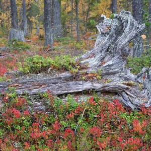 Old tree stumps in old-growth pine forest, Muddus National Park, Laponia UNESCO World Heritage Site, Norrbotten, Lapland, Sweden September 2020 Old tree stumps in old-growth pine forest, Muddus National Park, Laponia UNESCO World Heritage Site, Norrbotten, Lapland, Sweden September 2020
