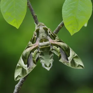 Oleander Hawkmoth (Daphnis nerii) resting, Southern Sicily, Italy Oleander Hawkmoth (Daphnis nerii) resting, Southern Sicily, Italy