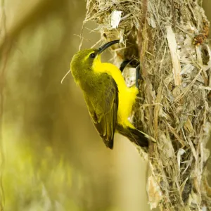 Olive-backed sunbird (Nectarinia jugularis) female returning to her nest with nesting material