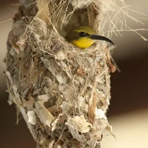 Olive-backed Sunbird (Nectarinia jugularis) female in her nest, Cape Hillsborough National Park Olive-backed Sunbird (Nectarinia jugularis) female in her nest, Cape Hillsborough National Park