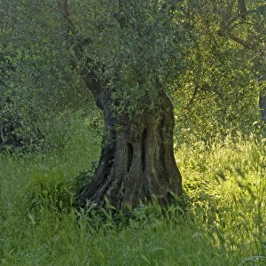 Olive grove (Olea europaea) Vieste, Gargano National Park, Gargano Peninsula, Apulia