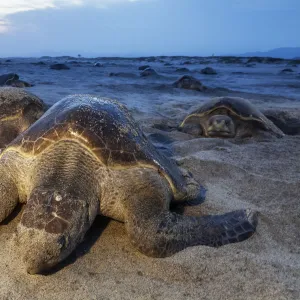 Olive Ridley Sea Turtle (Lepidochelys olivacea) nesting, Arribada (mass nesting event)