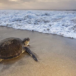 Olive ridley sea turtle (Lepidochelys olivacea) returning to sea after laying eggs on the beach