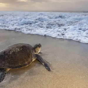 Olive ridley sea turtle (Lepidochelys olivacea) returning to sea after laying eggs on the beach Olive ridley sea turtle (Lepidochelys olivacea) returning to sea after laying eggs on the beach