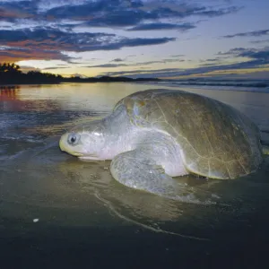 Olive ridley turtle emerging from sea at dusk. Costa Rica {Lepidochelys olivacea}