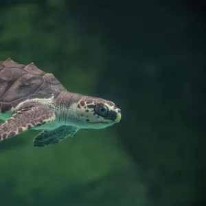 Olive ridley turtle (Lepidochelys olivacea) juvenile in captive rearing facility, Centro Mexicano de la Turtuga, Oaxaca, Mexico. Captive