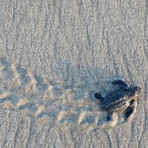 Olive ridley turtle (Lepidochelys olivacea) hatchling, newborn, walking towards Pacific Ocean during arribada, mass nesting event. Pacific coast, Oaxaca state, Mexico. November Olive ridley turtle (Lepidochelys olivacea) hatchling, newborn, walking towards Pacific Ocean during arribada, mass nesting event. Pacific coast, Oaxaca state, Mexico. November