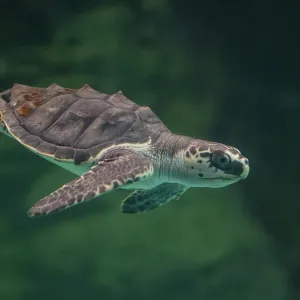 Print of a juvenile Olive ridley turtle in captive rearing facility