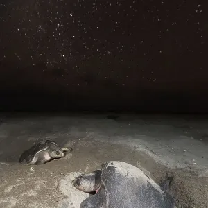 Olive ridley turtle (Lepidochelys olivacea) laying eggs in sand under starry night during arribada, mass nesting event. Pacific coast, Oaxaca state, Mexico. November Olive ridley turtle (Lepidochelys olivacea) laying eggs in sand under starry night during arribada, mass nesting event. Pacific coast, Oaxaca state, Mexico. November