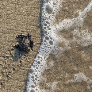 Olive ridley turtle (Lepidochelys olivacea) newborn hatchling arriving at Pacific ocean during arribada, mass nesting event. Pacific coast, Oaxaca state, Mexico. November Olive ridley turtle (Lepidochelys olivacea) newborn hatchling arriving at Pacific ocean during arribada, mass nesting event. Pacific coast, Oaxaca state, Mexico. November