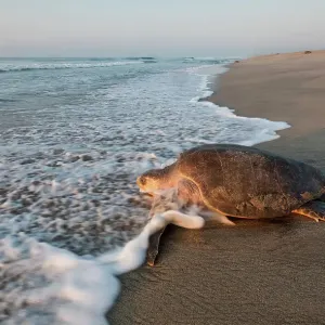 Olive ridley turtle (Lepidochelys olivacea) returning to Pacific ocean after arribada, mass nesting event. Pacific coast, Oaxaca state, Mexico. November Olive ridley turtle (Lepidochelys olivacea) returning to Pacific ocean after arribada, mass nesting event. Pacific coast, Oaxaca state, Mexico. November